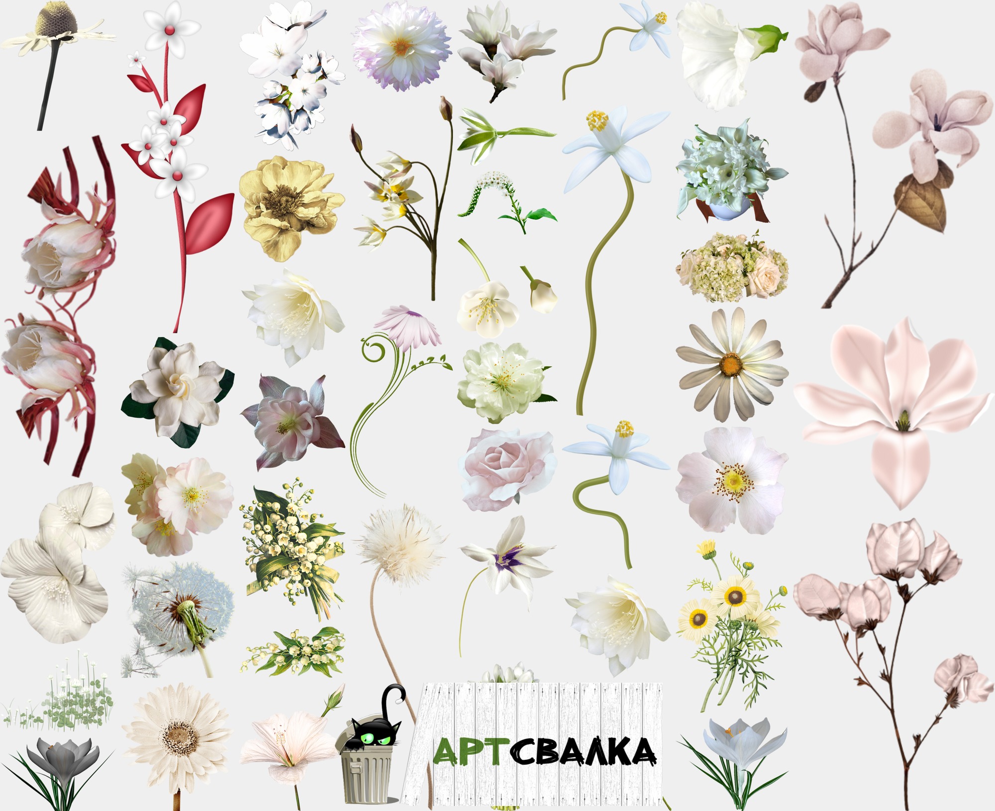 Белые цветы на прозрачном фоне. Часть 4 | White flowers on a transparent background. Part 4